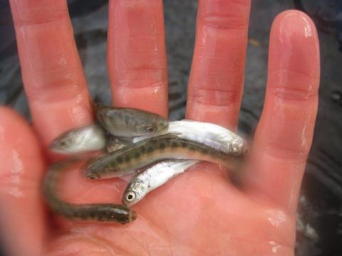Spring Chinook Fry, 2012